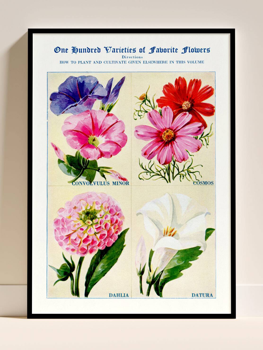 Affiche sur le liseron, le cosmos, le dahlia et le datura