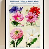 Affiche sur le liseron, le cosmos, le dahlia et le datura
