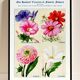Poster featuring bindweed, cosmos, dahlia and datura