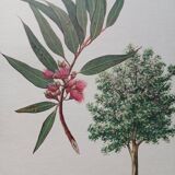 Botanical poster - Eucalyptus