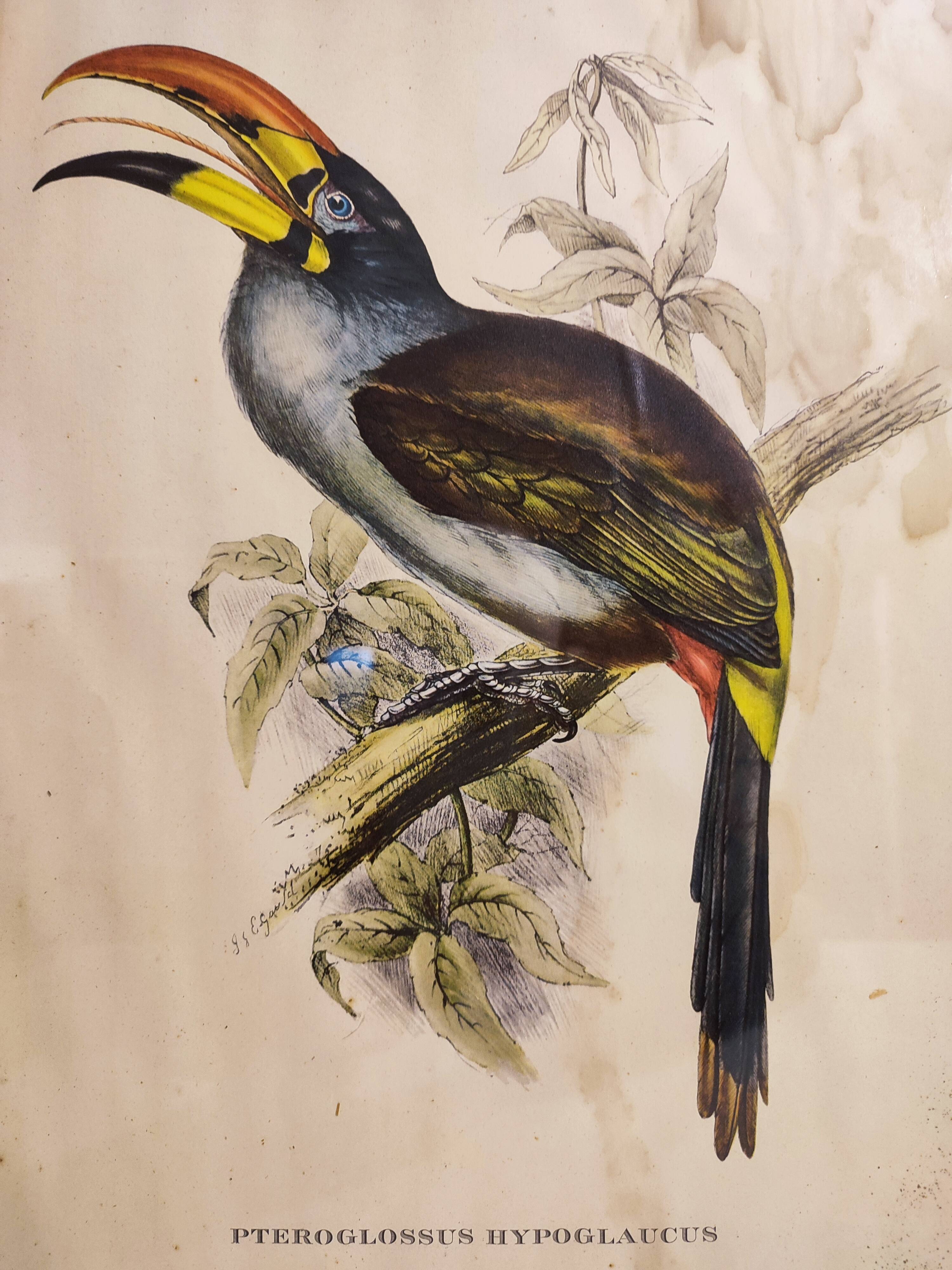 Gould lithograph enhanced hand Toucan Araçari