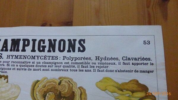 Educational poster DEYROLLE