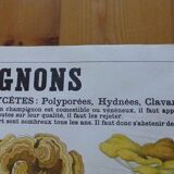 Educational poster DEYROLLE