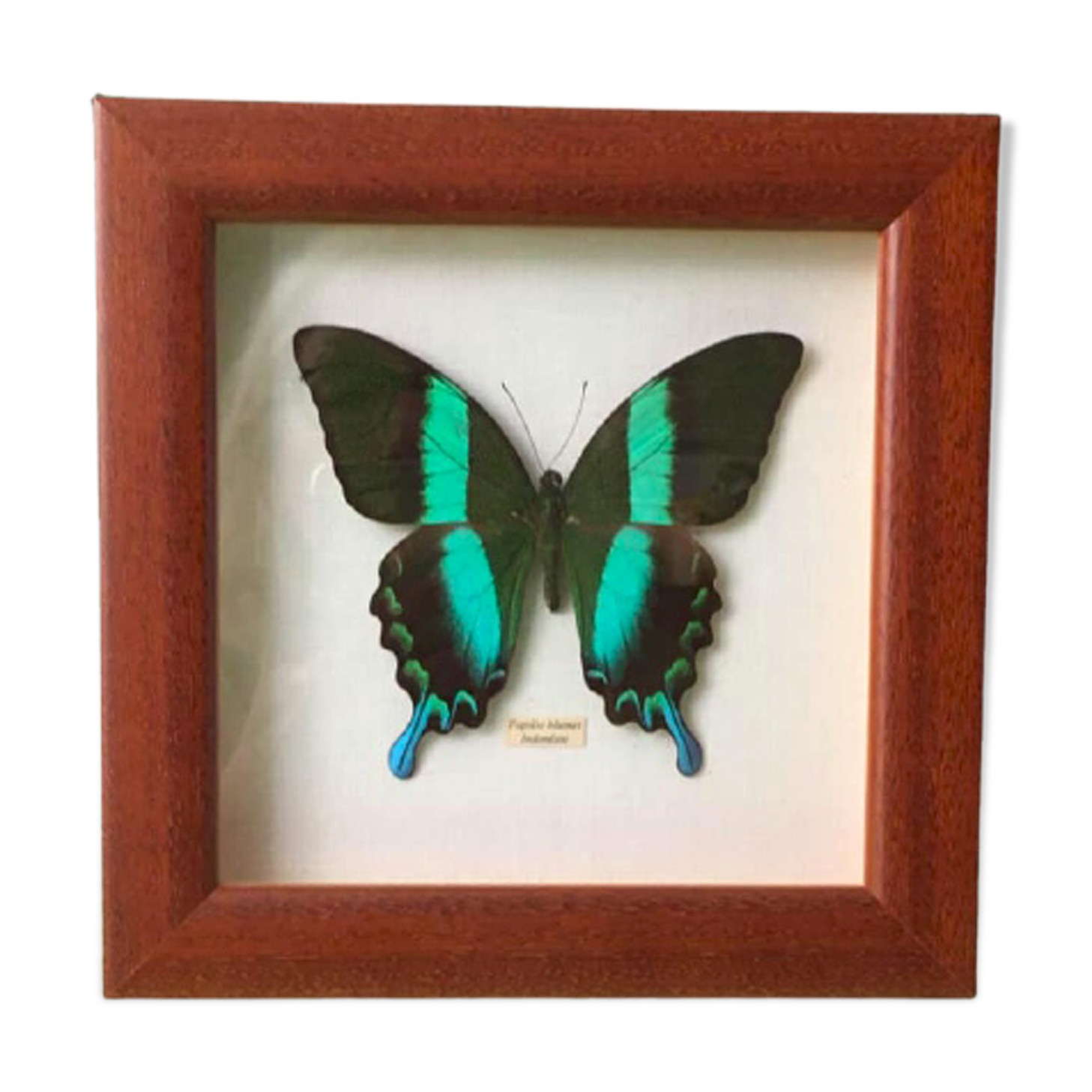 Butterfly naturalized "papilio blumei" indonesia under wood frame of the house la papillonnière