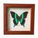 Butterfly naturalized "papilio blumei" indonesia under wood frame of the house la papillonnière