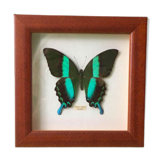 Papillon naturalisé "papilio blumei" indonésie sous encadrement bois de la maison la papillonnière