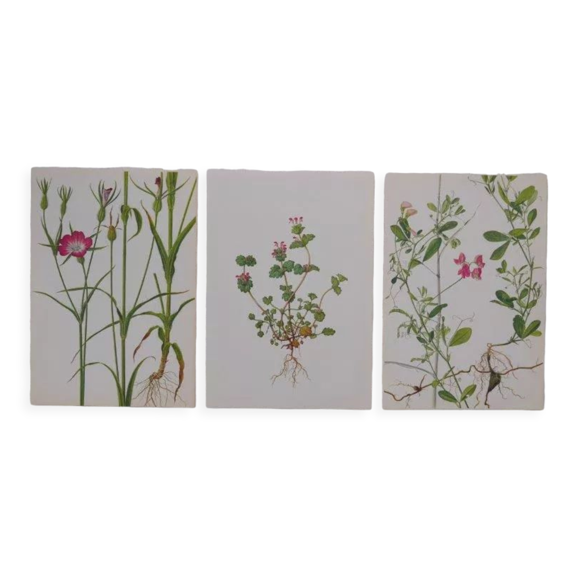 Lot de 3 planches botaniques Gesse Lamier et Nielle des blés