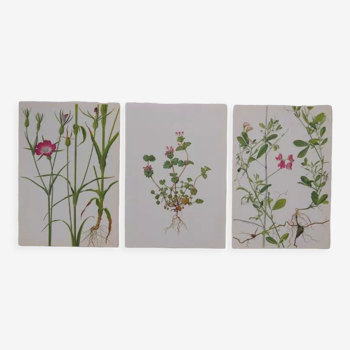 Set of 3 botanical plates Gesse Lamier and Nielle des blés