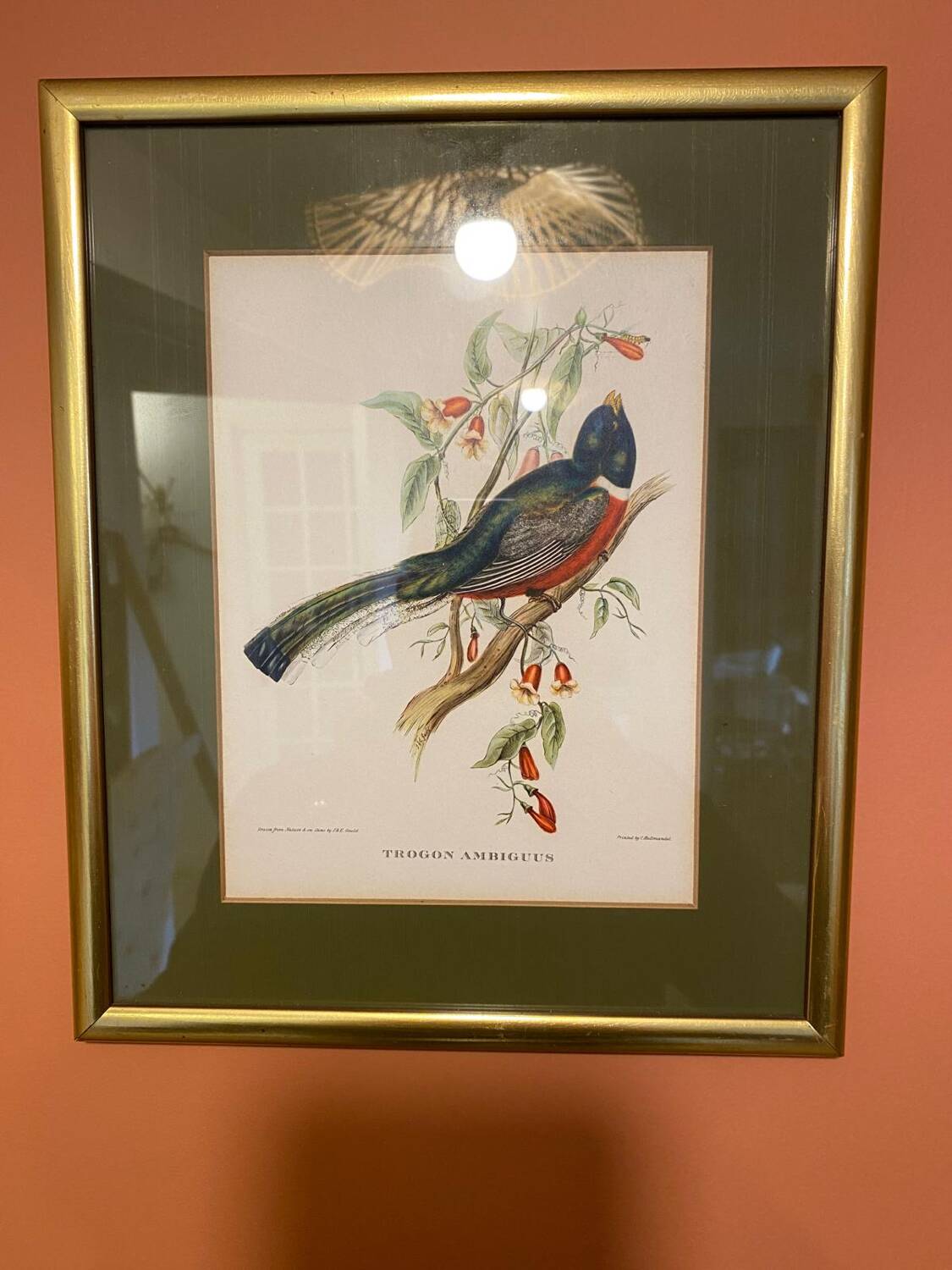 Bird frame 🐦