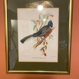 Bird frame 🐦