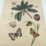 Old engraving from 1838 - Butterflies and Sapotier - Zoological and botanical hand-colored plate.