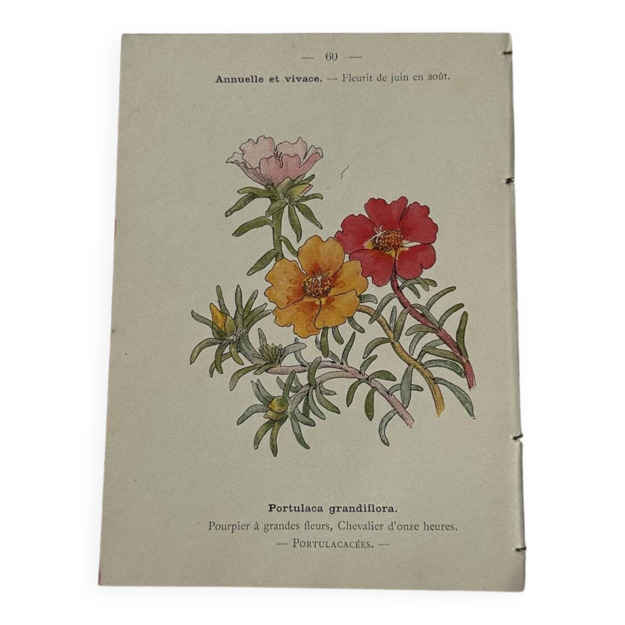 Planche Botanique Gravure naturaliste ancienne 19eme recto verso