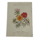 Planche Botanique Gravure naturaliste ancienne 19eme recto verso