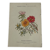 🌿 Botanical Plate Old Naturalist Engraving 19th Century Double-Sided
