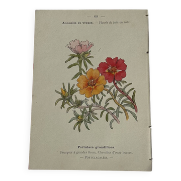 Planche Botanique Gravure naturaliste ancienne 19eme recto verso