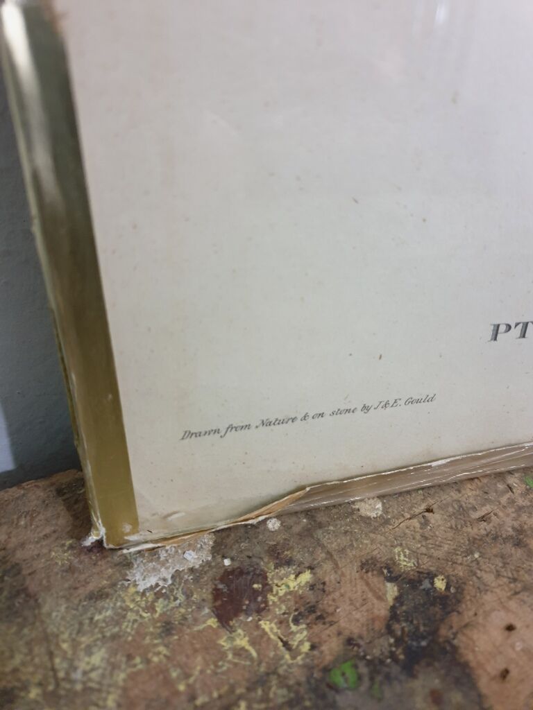 Table Bird illustration - The Toucan - Pteroglossus hypoglaucus