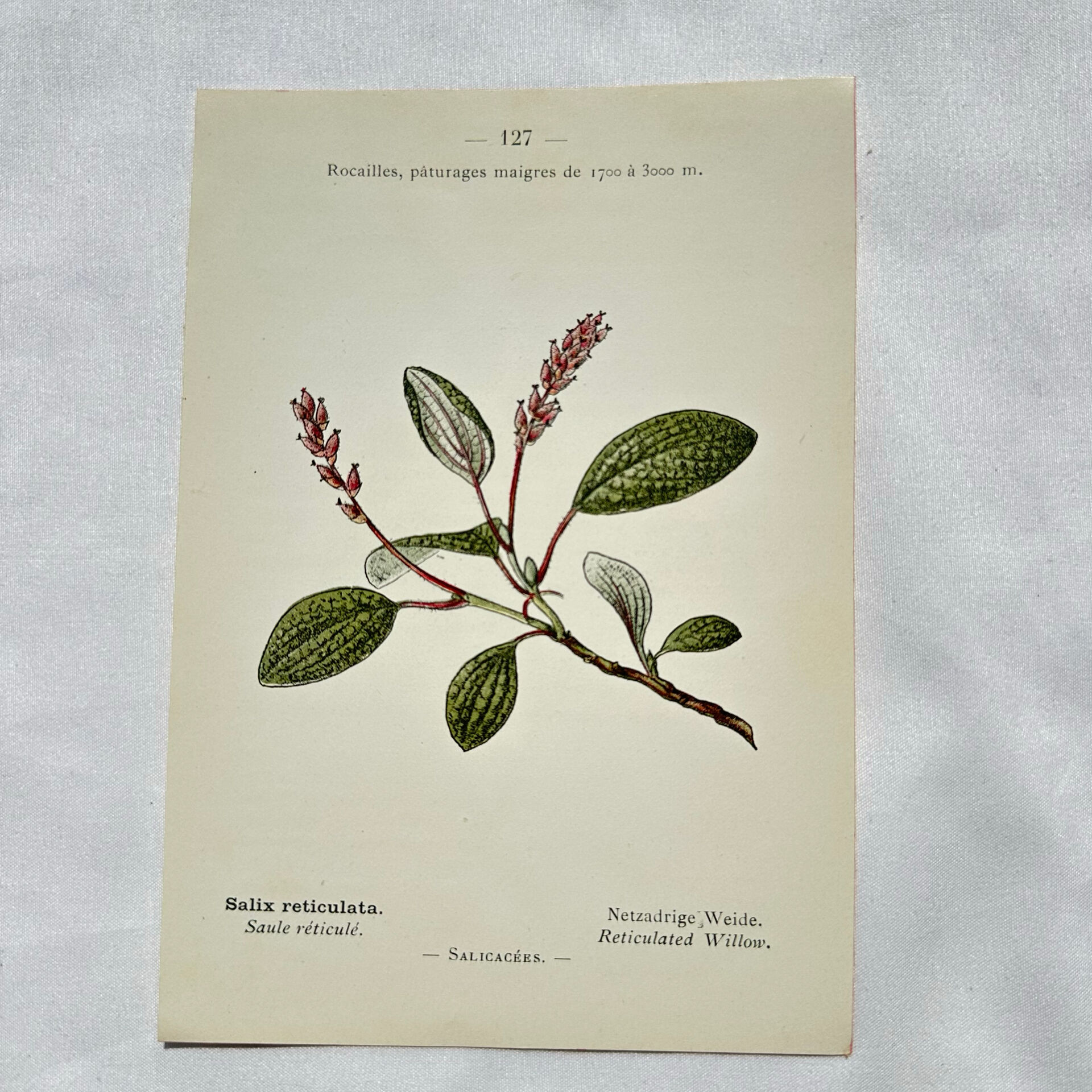 Old botanical engraving from the 19th century – Coloured botanical plates