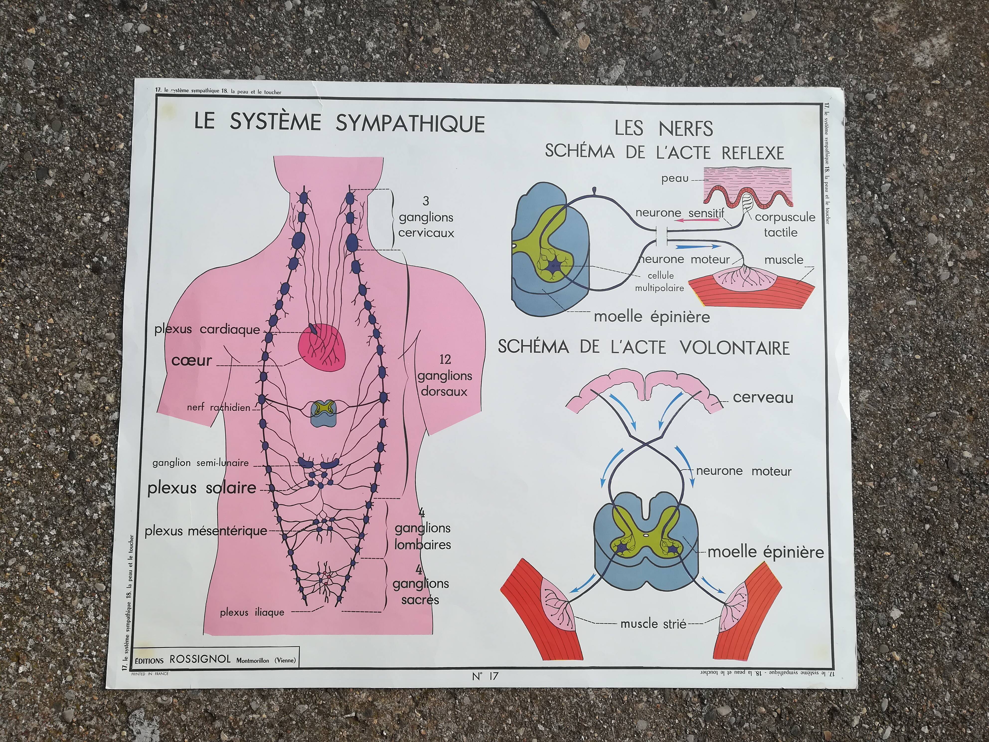 Rossignol school poster N18 the skin and touch / N17 the sympathetic system