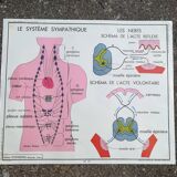 Rossignol school poster N18 the skin and touch / N17 the sympathetic system