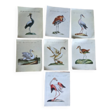 7 bird illustrations