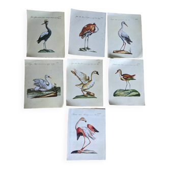 7 bird illustrations