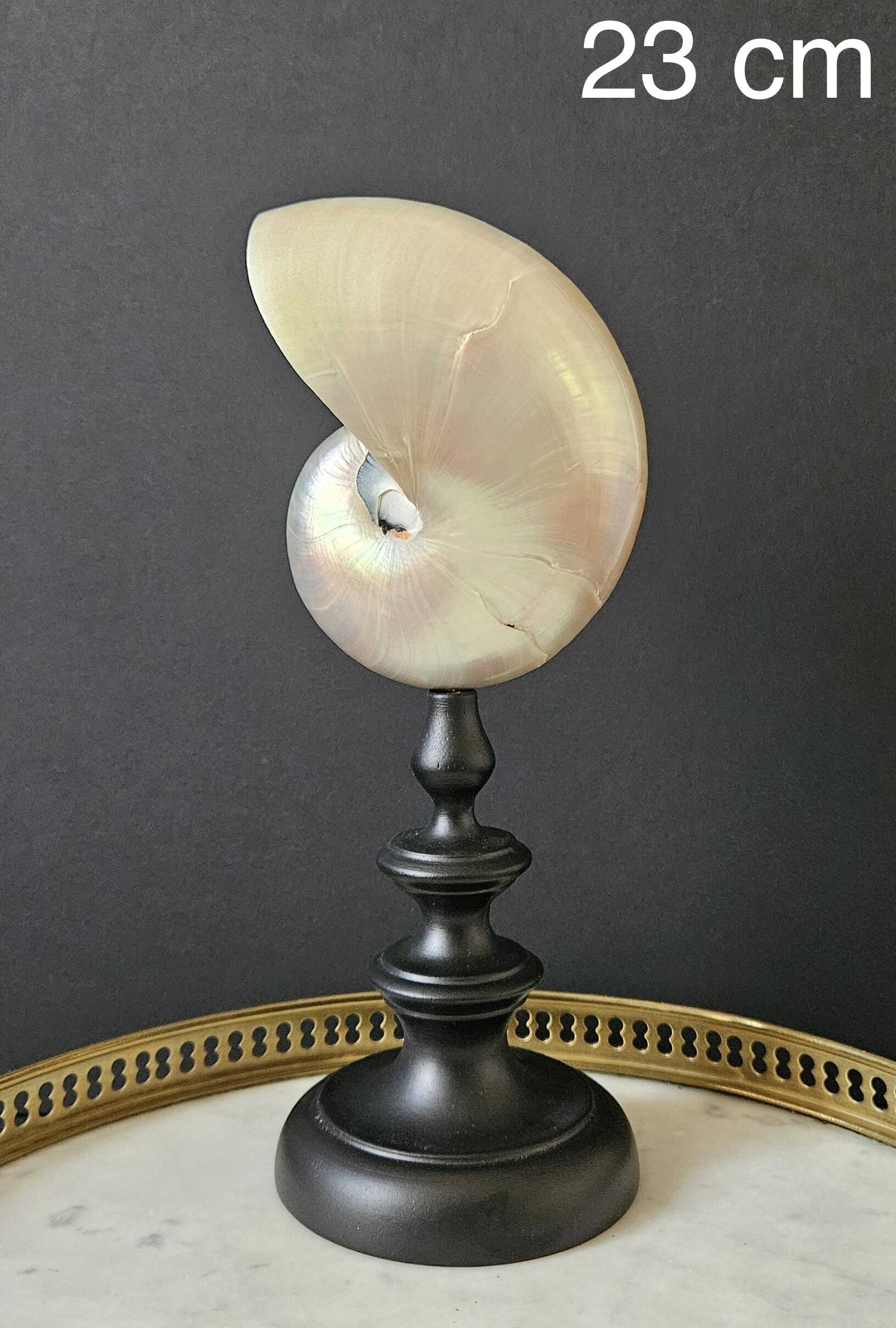 Nautilus / Pearly Nautilus, Black Turned Wood Base H: 23 cm