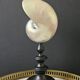 Nautilus / Pearly Nautilus, Black Turned Wood Base H: 23 cm