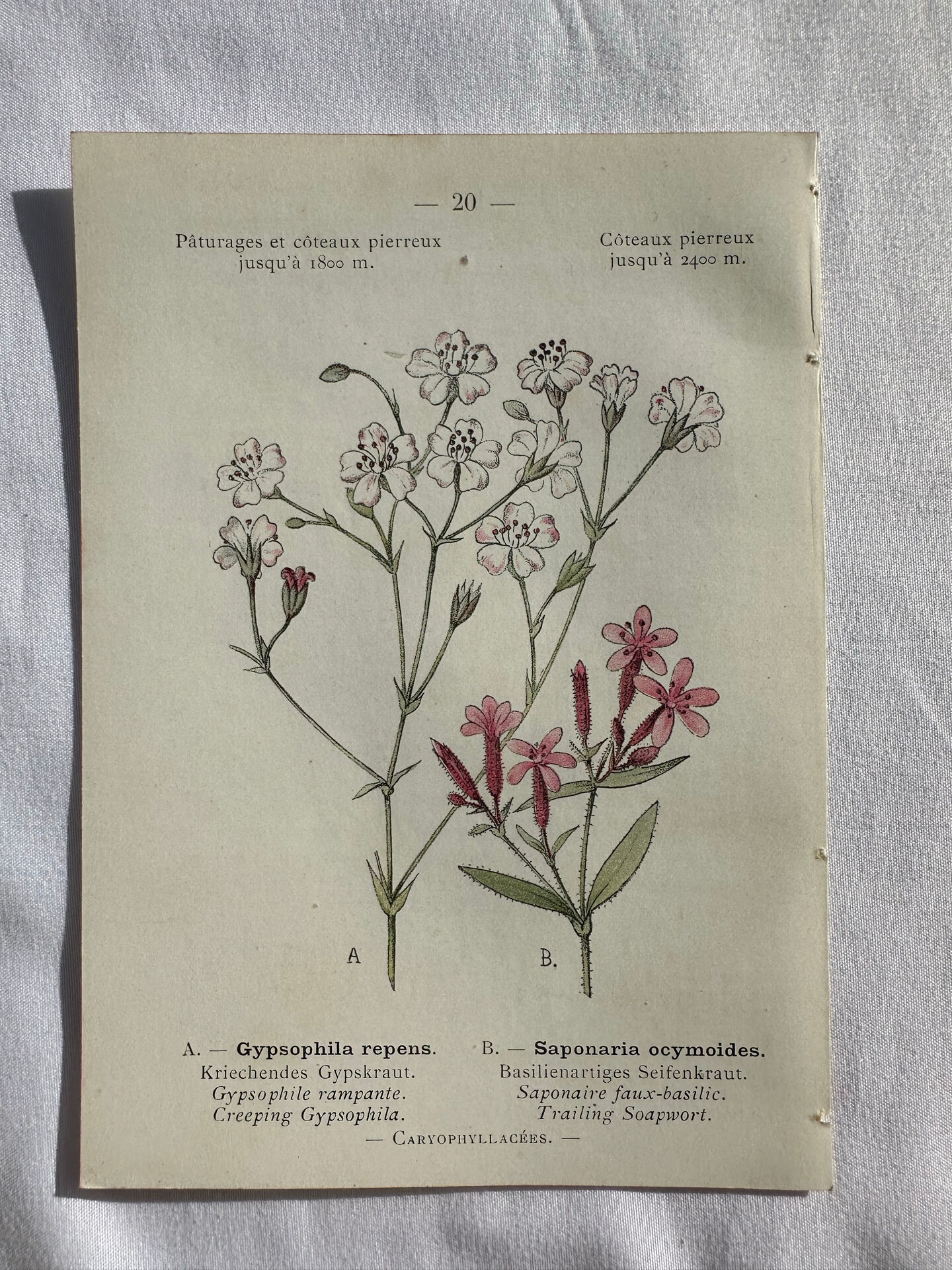 Naturalist Plate – 19th Century Botanical Engraving, Double-Sided