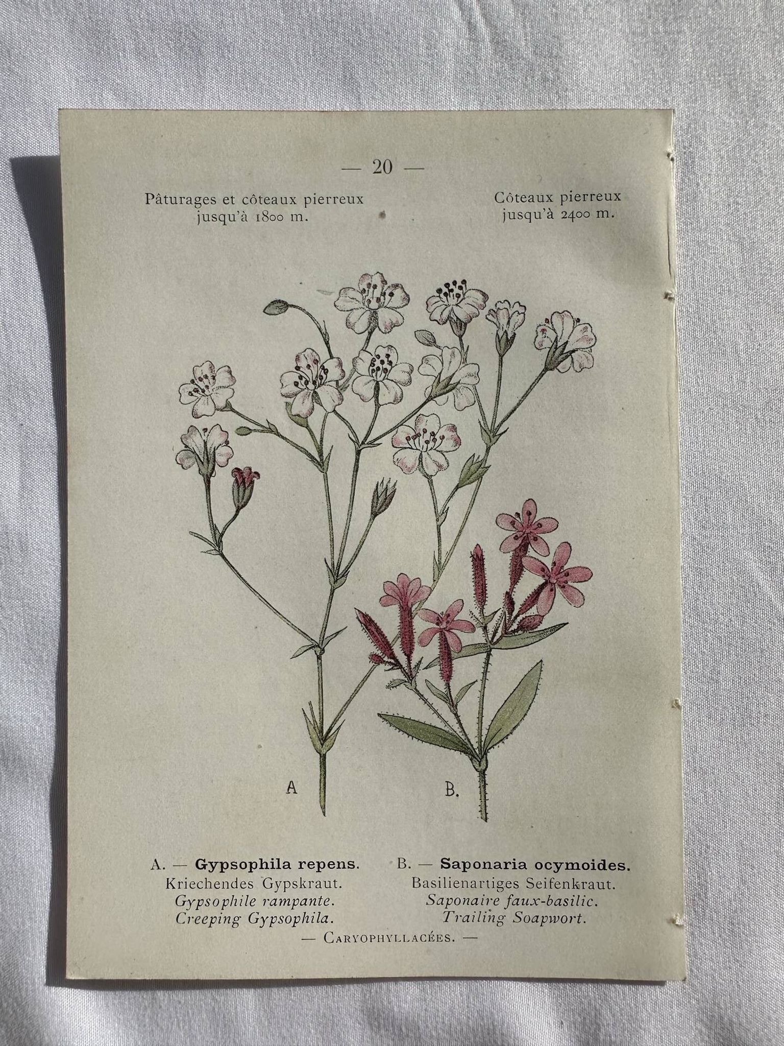 Planche Naturaliste – Gravure botanique ancienne 19eme  recto verso