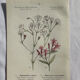 Naturalist Plate – 19th Century Botanical Engraving, Double-Sided