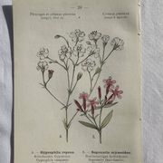Planche Naturaliste – Gravure botanique ancienne 19eme  recto verso