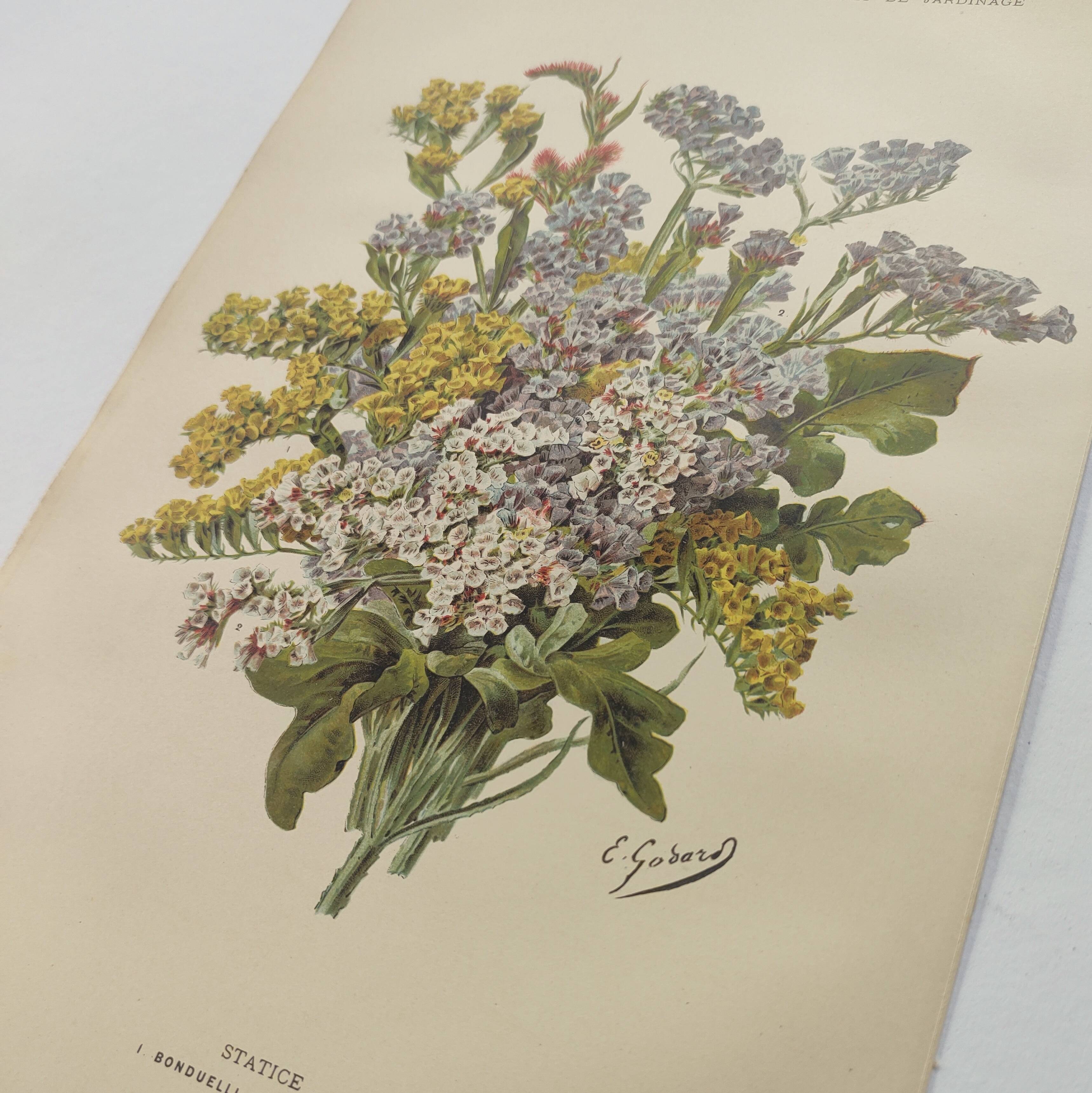 Old flower engraving 1899 - Statice - Vintage botanical print