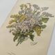 Old flower engraving 1899 - Statice - Vintage botanical print
