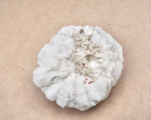 Corail blanc, années 70