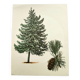 Illustration Pin Weymouth - Vintage Nature Botanical Tree Board 60s
