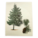 Illustration Pin Weymouth - Vintage Nature Botanical Tree Board 60s