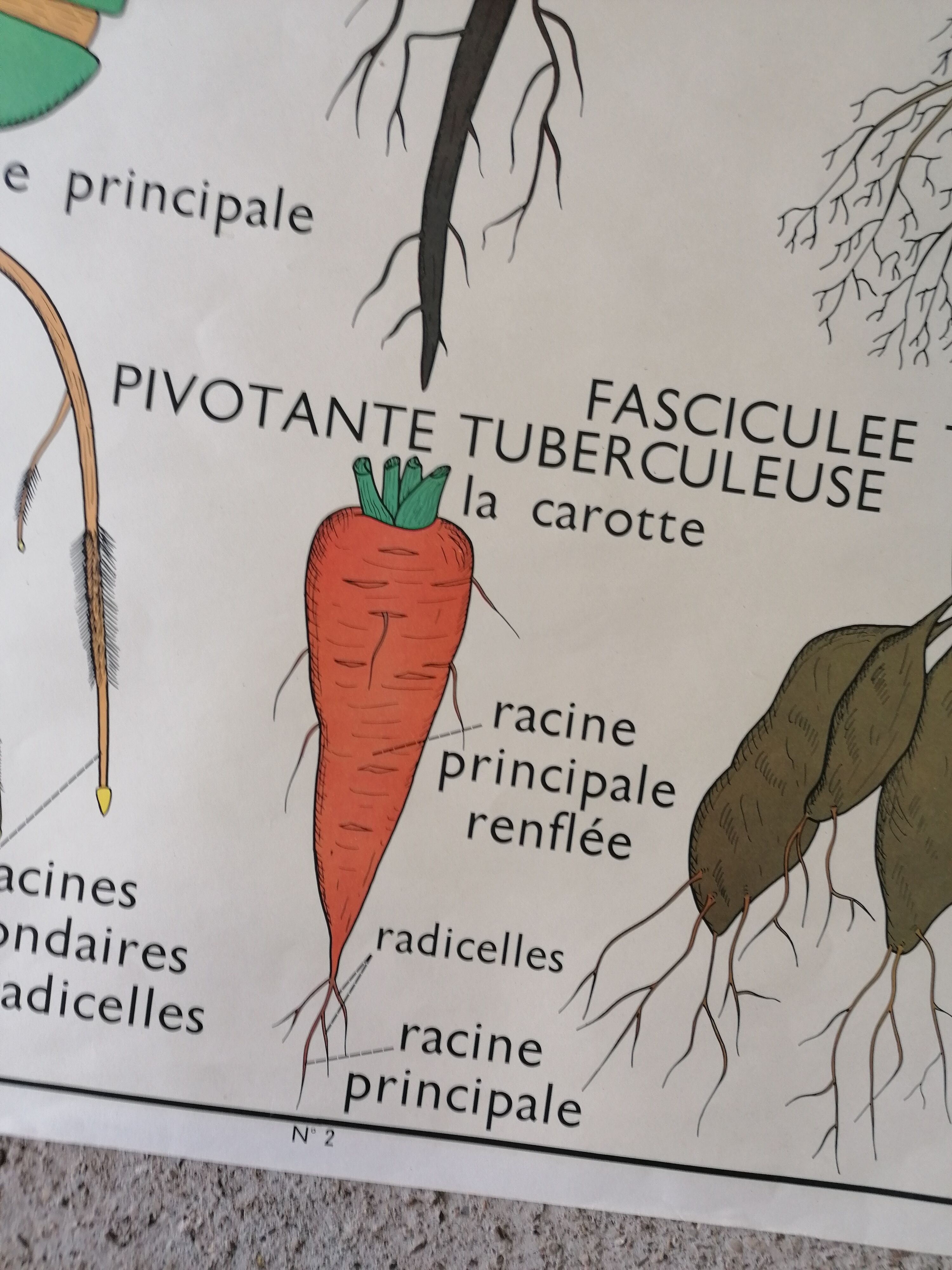Old Rossignol educational poster: La Plante & Les Racines.