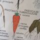 Old Rossignol educational poster: La Plante & Les Racines.