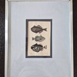 Gravure en couleurs par C. Motte, d'après Paul Louis Oudart (1796-1850), "Poissons"