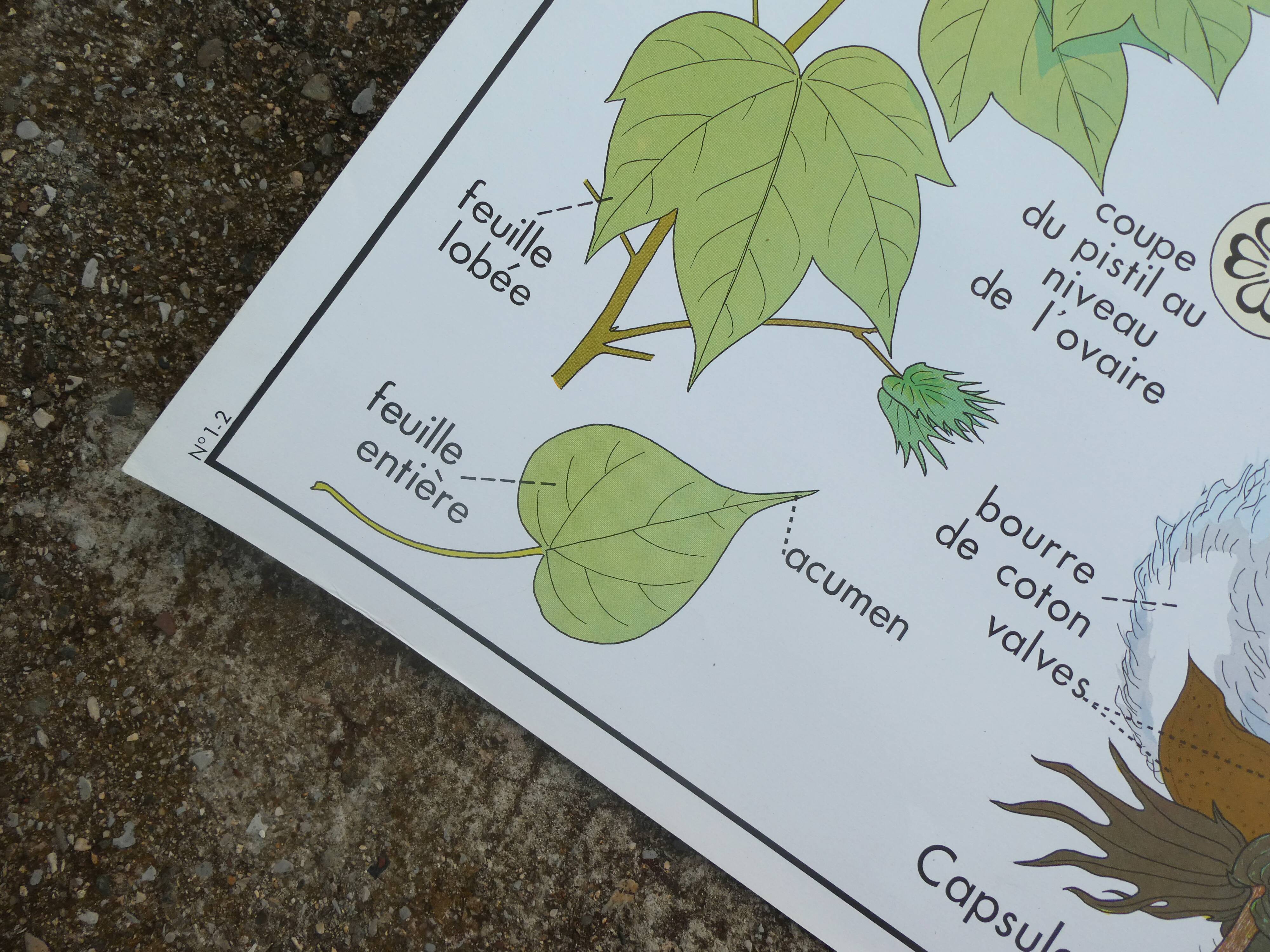 Rossignol educational poster "The cotton and the mango tree" vintage.