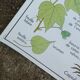 Rossignol educational poster "The cotton and the mango tree" vintage.