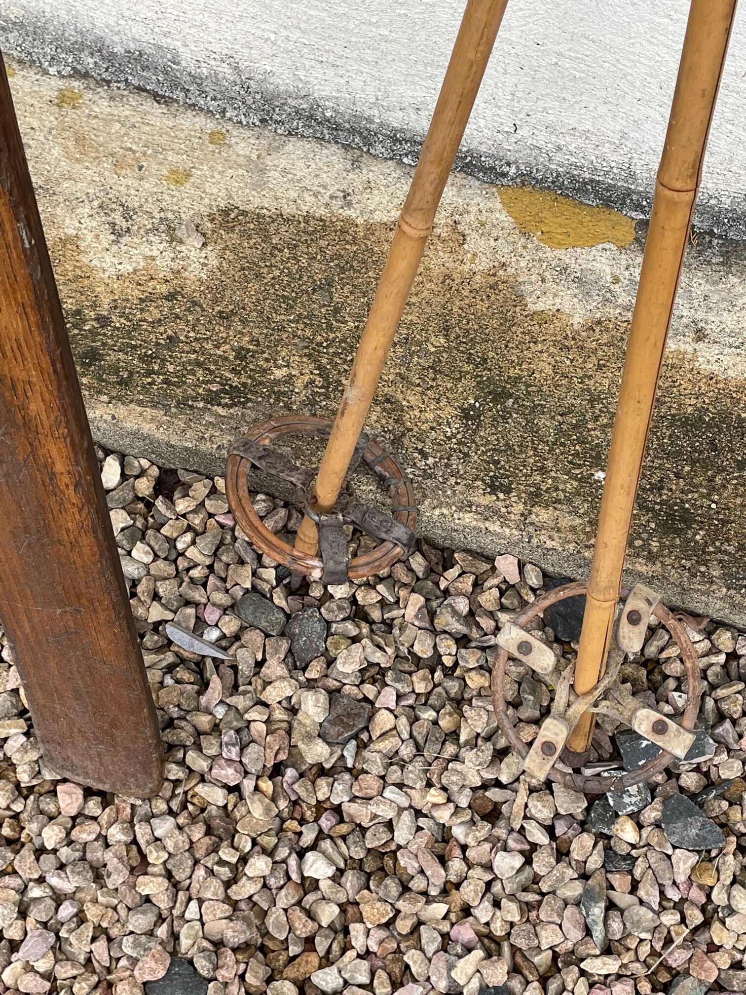 Wooden ski and its sticks