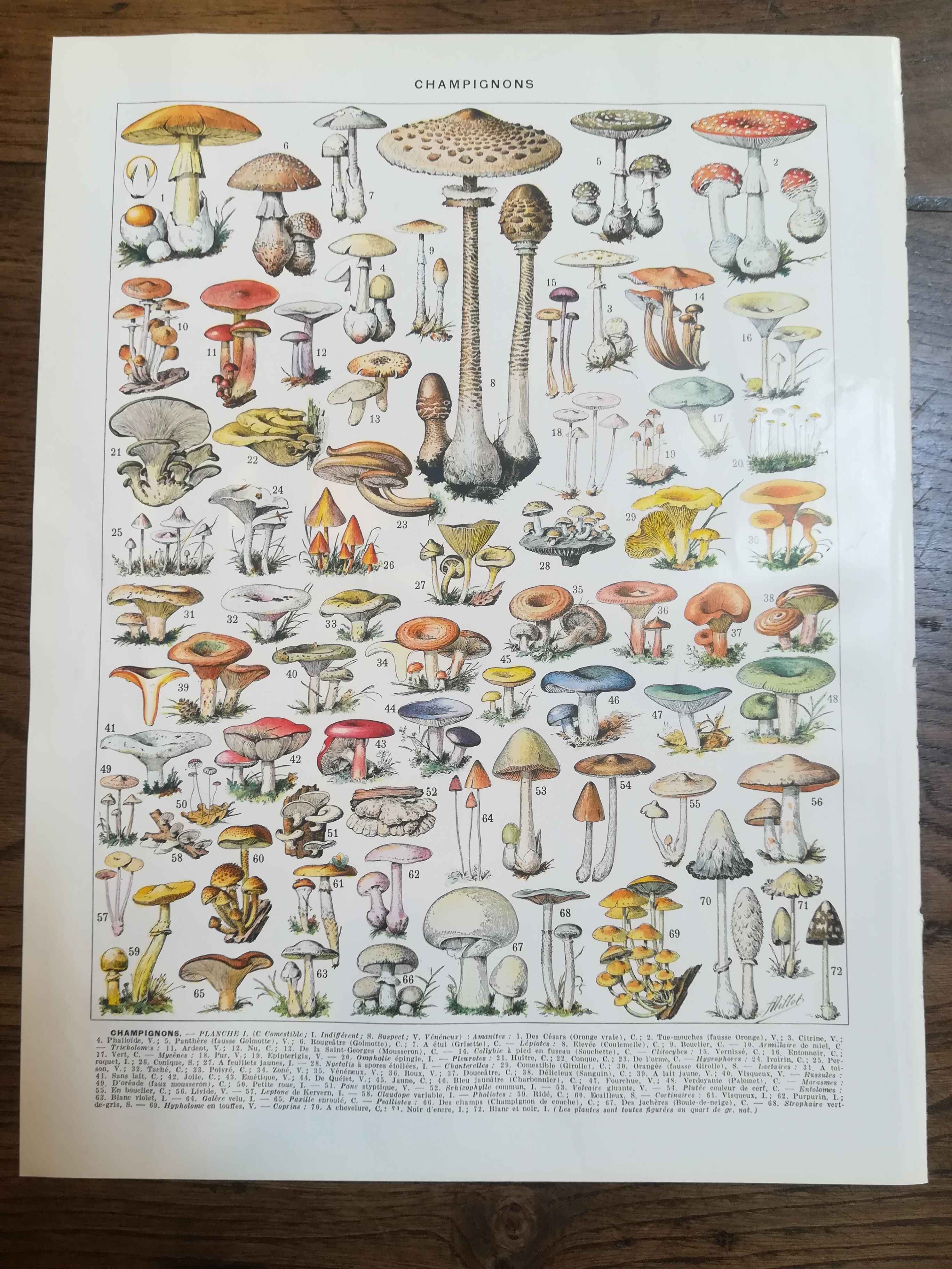 Lithograph on mushrooms from 1928 "amanita"