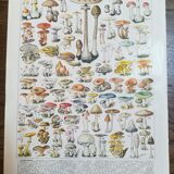Lithograph on mushrooms from 1928 "amanita"