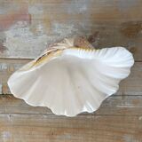Scallop shell, natural shell catchall.
