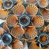 Sarreguemines slurry oyster plates