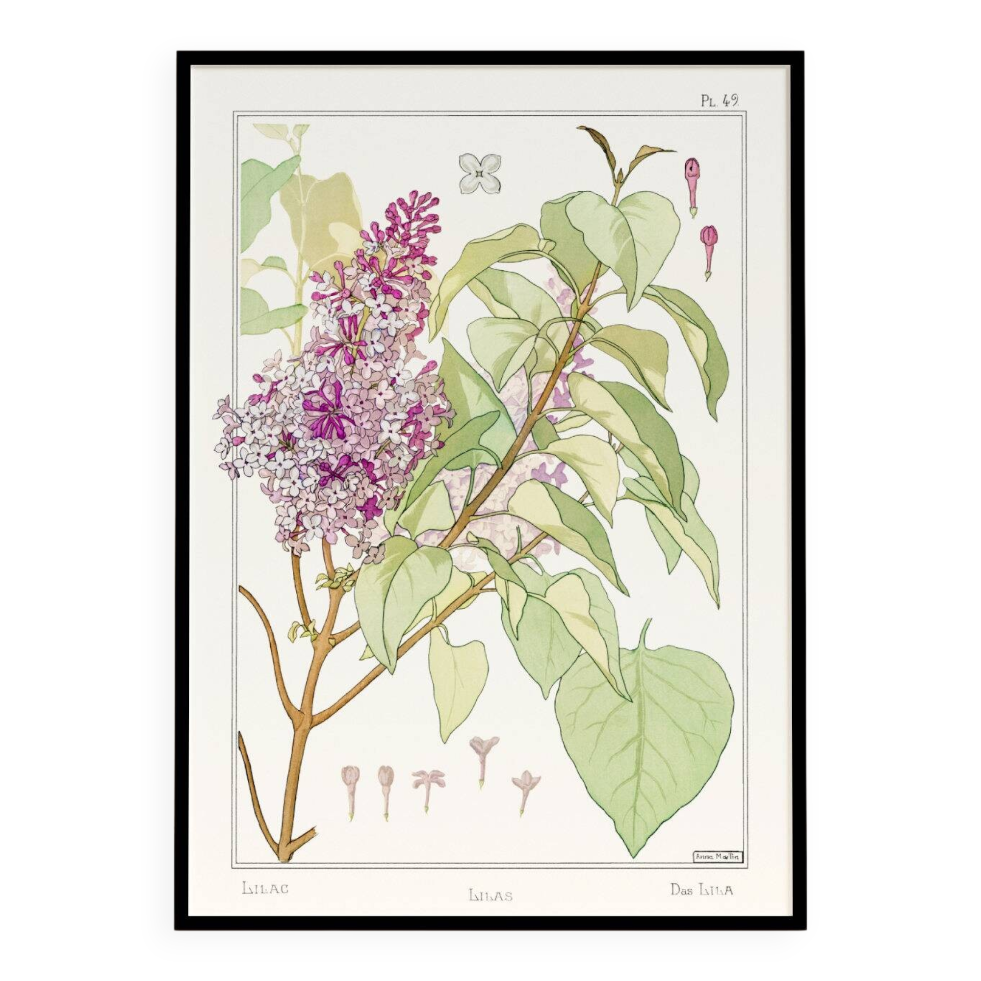 “Lilac” poster, after an Art Nouveau lithograph from 1897