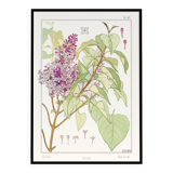“Lilac” poster, after an Art Nouveau lithograph from 1897
