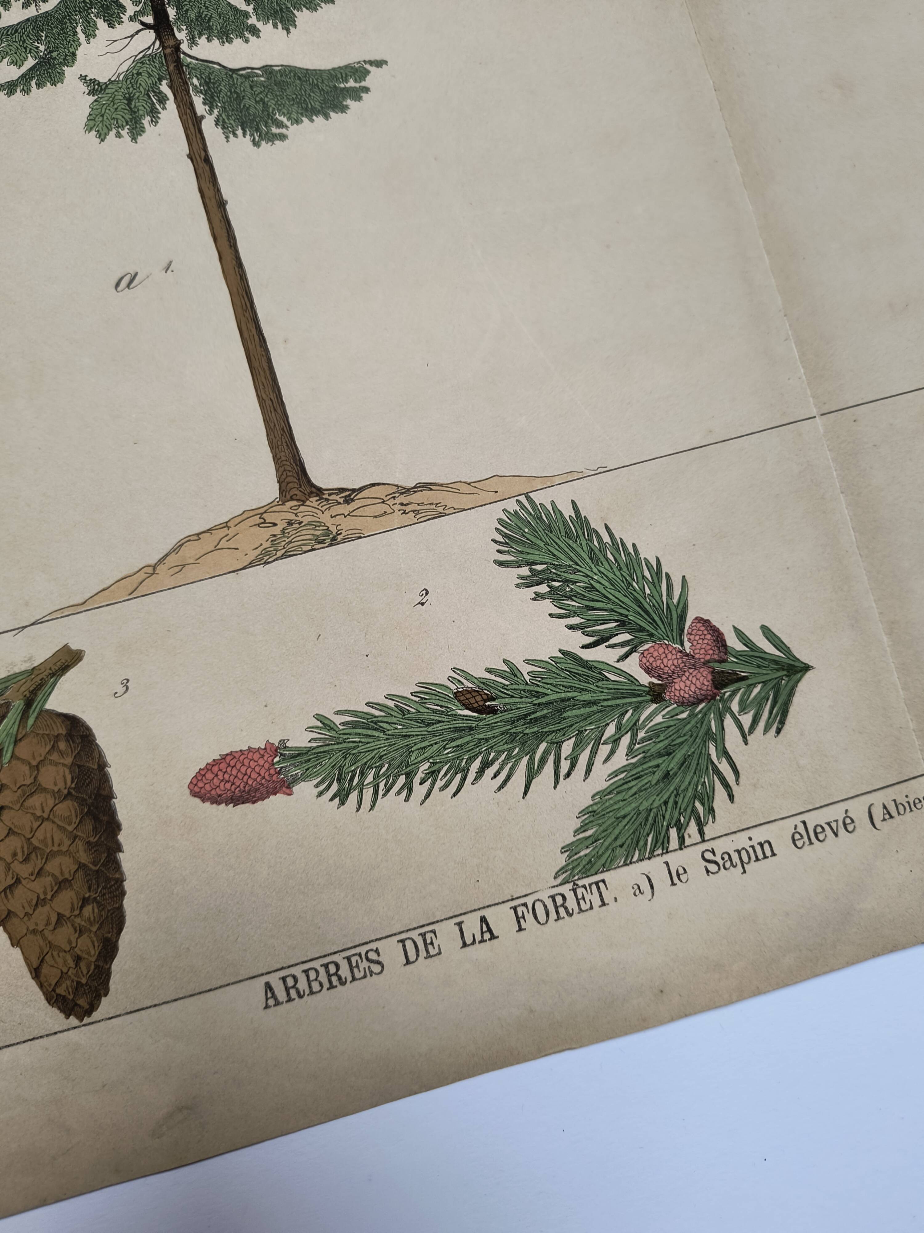 Planche botanique 1870 - Sapins - Gravure ancienne arbre