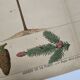 Planche botanique 1870 - Sapins - Gravure ancienne arbre